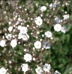 Gipsówka wiechowata 'Bristol Fairy' (Gypsophila paniculata)