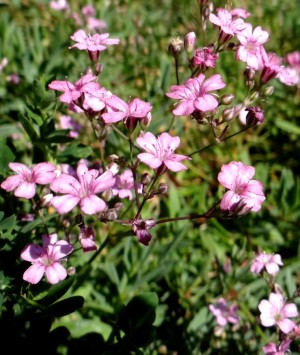 Gipsówka rozesłana ‘Rosea’ (Gypsophila repens)