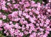 Gipsówka rozesłana ‘Rosea’ (Gypsophila repens)