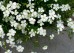 Goździk kropkowany ‘Albus’ (Dianthus deltoides)