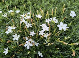 Goździk kropkowany ‘Albus’ (Dianthus deltoides)