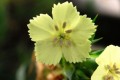 Goździk Knappa ‘Yellow harmony’ (Dianthus knappi ‘Yellow harmony’)