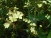 Goździk Knappa ‘Yellow harmony’ (Dianthus knappi ‘Yellow harmony’)