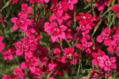 Goździk kropkowany ‘Brillant’ (Dianthus deltoides ‘Brillant’)