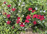 Goździk kropkowany ‘Flashing Light’ (Dianthus deltoides)