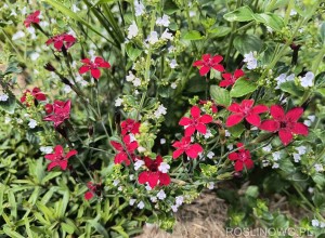 Goździk kropkowany ‘Flashing Light’ (Dianthus deltoides)