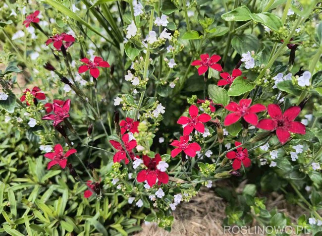 Goździk kropkowany ‘Flashing Light’ (Dianthus deltoides)