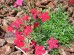 Goździk kropkowany ‘Brillant’ (Dianthus deltoides ‘Brillant’)