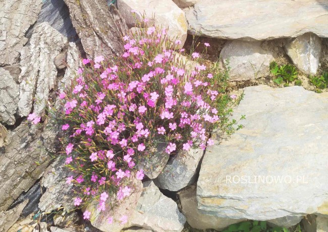 Goździk siny  (Dianthus gratianopolitanus)