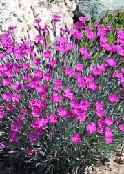 Goździk siny  (Dianthus gratianopolitanus)