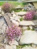 Goździk siny  (Dianthus gratianopolitanus)