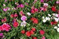 Goździk pierzasty ‘Spring Charm’ (Dianthus plumarius ‘Spring Charm’)