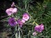 Goździk pierzasty ‘Sweetnes’ (Dianthus plumarius ‘Sweetnes’)
