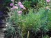 Goździk pierzasty ‘Sweetnes’ (Dianthus plumarius ‘Sweetnes’)