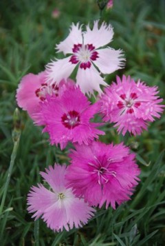 Goździk pierzasty ‘Sweetnes’ (Dianthus plumarius ‘Sweetnes’)