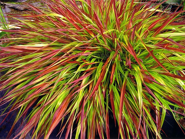 Hakonechloa smukła ‘Mulled Wine’ (Hakonechloa macra)