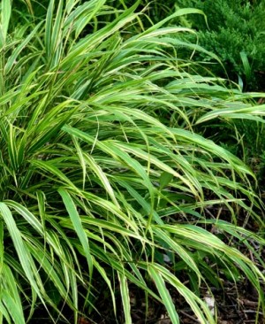 Hakonechloa smukła ‘Albo-striata’ (Hakonechloa macra)