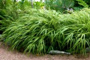 Hakonechloa smukła ‘Albo-striata’ (Hakonechloa macra)