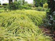 Hakonechloa smukła 'Aureola' -  Hakonechloa macra 