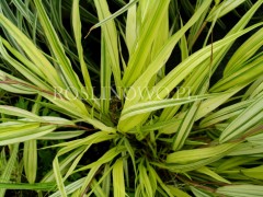 Hakonechloa smukła 'Aureola' -  Hakonechloa macra 