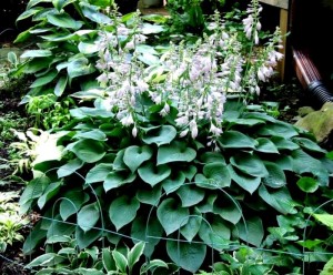 Hosta hybrida 'Blue Cadet' (Funkia)