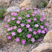 Iglica zmienna 'Bishop Form' (Erodium x variabile)