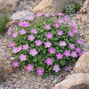 Iglica zmienna 'Bishop Form' (Erodium x variabile)
