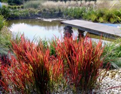 Imperata cylindryczna 'Red Baron' (Imperata cylindrica)