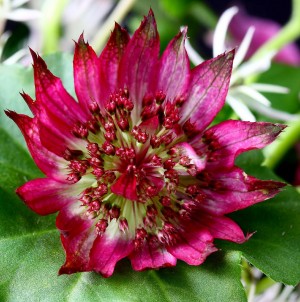 Jarzmianka większa ‘Rubra’ (Astrantia major)