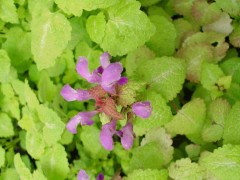 Jasnota plamista ‘Aureum’ (Lamium maculatum)