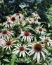 Jeżówka purpurowa ‘Fountain Pink Eye’ (Echinacea purpurea)