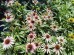 Jeżówka purpurowa ‘Fountain Pink Eye’ (Echinacea purpurea)