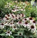 Jeżówka purpurowa ‘Fountain Pink Eye’ (Echinacea purpurea)