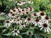Jeżówka purpurowa ‘Fountain Pink Eye’ (Echinacea purpurea)