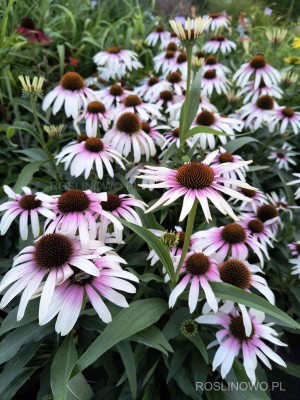 Jeżówka purpurowa ‘Fountain Pink Eye’ (Echinacea purpurea)