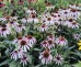 Jeżówka purpurowa ‘Fountain Pink Eye’ (Echinacea purpurea)