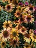 Jeżówka purpurowa 'Big Kahuna' (Echinacea purpurea) 