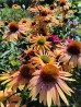 Jeżówka purpurowa 'Big Kahuna' (Echinacea purpurea) 