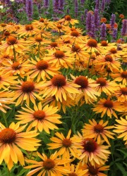 Jeżówka purpurowa 'Big Kahuna' (Echinacea purpurea) 