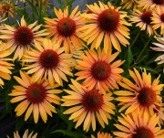 Jeżówka purpurowa 'Big Kahuna' (Echinacea purpurea) 