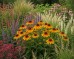 Jeżówka purpurowa 'Flame Thrower' (Echinacea purpurea) 