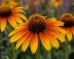 Jeżówka purpurowa 'Flame Thrower' (Echinacea purpurea) 