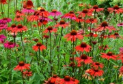 Jeżówka 'Glowing Dream' (Echinacea)