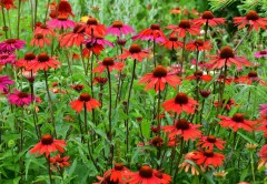 Jeżówka 'Glowing Dream' (Echinacea)