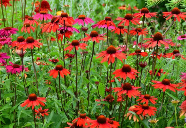 Jeżówka 'Glowing Dream' (Echinacea)