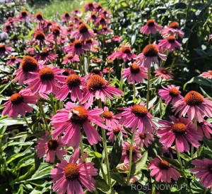 Jeżówka ‘Meditation Cerise’ (Echinacea purpurea)