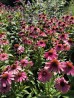 Jeżówka ‘Meditation Cerise’ (Echinacea purpurea)