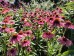 Jeżówka ‘Meditation Cerise’ (Echinacea purpurea)