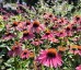 Jeżówka ‘Meditation Cerise’ (Echinacea purpurea)