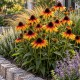 Jeżówka purpurowa 'Parrot' (Echinacea purpurea) 